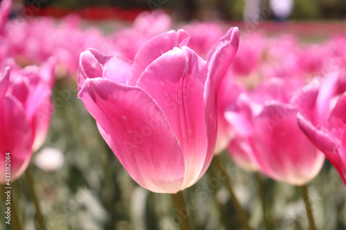 花畑 春 カラフル チューリップ 春 ピンク 落ち着いた 美しい きれい 可憐 花びら 群生 Wall Mural Mireia