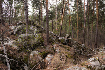 Beautiful view of huge pine trees in a forest with moss covered boulders. Rachaiskiy Alps, Samara