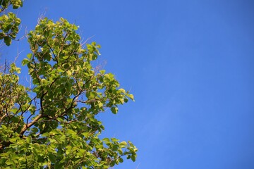 Fototapeta premium green leaves against the sky