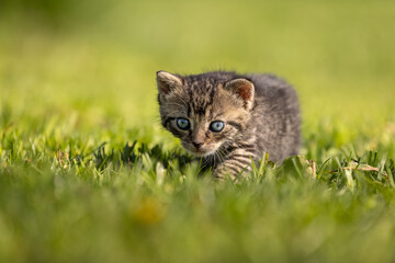 Naklejka na ściany i meble Beautiful, amazing, gorgeous and cute kitten on fresh green grass on a sunny afternoon. So small, vulnerable, adorable and sweet. Just a few weeks old. A little baby beast. 
