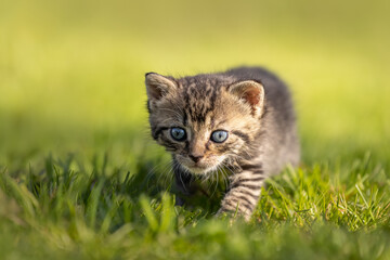Naklejka na ściany i meble Beautiful, amazing, gorgeous and cute kitten on fresh green grass on a sunny afternoon. So small, vulnerable, adorable and sweet. Just a few weeks old. A little baby beast. 