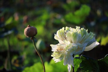 White blooming lotus in outdoor rural swamp, selectable focus, blurred background.