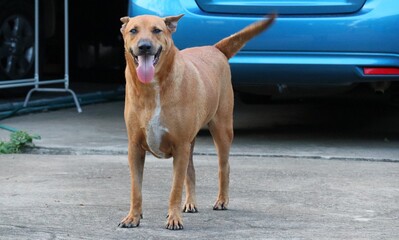 portrait of a dog 1 Thai brown dog, lovely sitting, healthy dog.