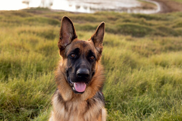 german shepherd dog on grass