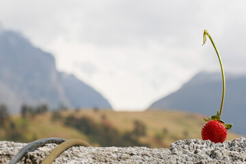 An organic green stem strawberry on a concrete floor with a green valley and mountains in the background.