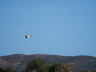 Greece Crete Island seagull in the sky