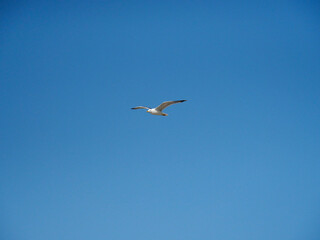 Greece Crete Island seagull in the sly