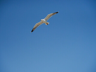 Fototapeta na wymiar Greece Crete Island seagull in the sly