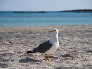 Greece Crete Island Elafonissi Beach seagull on the beach