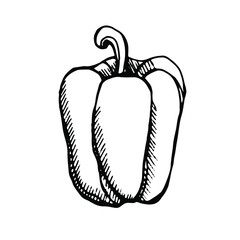 hand drawn vector illustration of a bell pepper