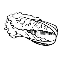Chinese cabbage, drawn with a pen, black outline with shading