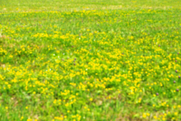 Spring wild flower field in nature as beautiful floral natural blurred background. Selective focus, bokeh.