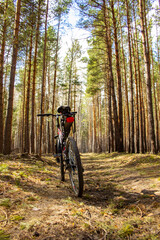 Cycling through the spring coniferous forest. The bike stands in the middle of a pine grove.