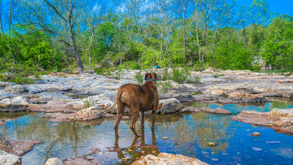 Dog plays in a creek to cool off during summer.