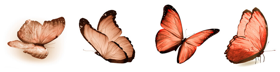 Color natural and watercolor butterflies , isolated on white background