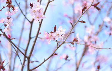 Sakura flowers against blue background. Russian Far East