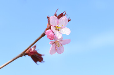 Sakura flowers against blue background. Russian Far East
