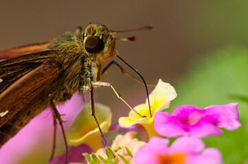 A butterfly (parnara guttata) is sucking the nectar of colorful flower in daytime.