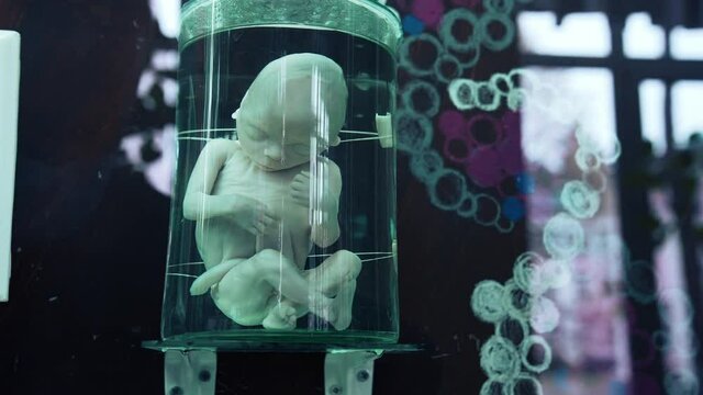 Anatomy model at medical museum. Fetus in formalin solution in the laboratory museum