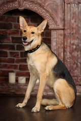 cute brown and black mongrel dog in studio