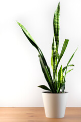 Sansevieria in white flower pot stands on a white background.
