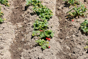 Organic strawberry plantations on land. They are still on your plants and have just been watered.