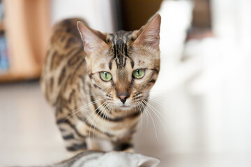 defocused beautiful adult bengal cat close up portrait with leopard-like dark spots and green eyes	