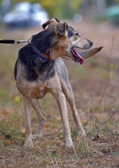 mongrel dog brown and gray sticking out his tongue, pleased