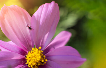 Fototapeta premium Close up of cosmos flower and small bug on a petal. Nature background with selected soft focus