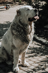 Adult dogs of the Alabai breed on the grass near the house