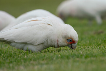 close up of a white dove