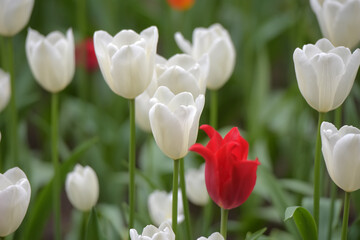 red and white tulips on the lawn