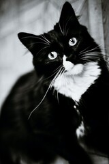 portrait of a black and white cat with a light mustache, in black and white