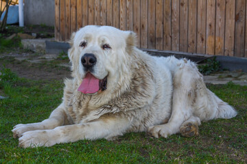 Adult dogs of the Alabai breed on the grass near the house