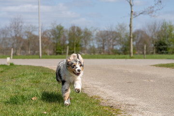 Australian Shepherd dog puppy runs happy with flapping ears, The tricolor dog has the tongue out of his mouth. Seen from the front