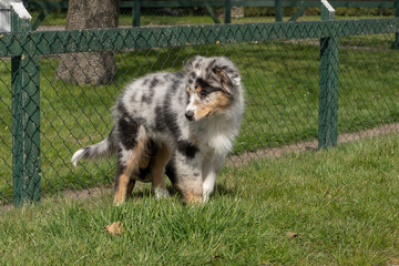Australian Shepherd dog puppy is sniffed by a Jack Russell Terrier. The tricolor puppy looks anxious