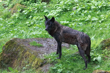 Timberwolf