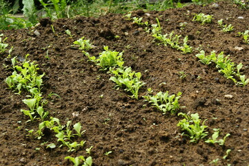 Beautiful beds with greenery