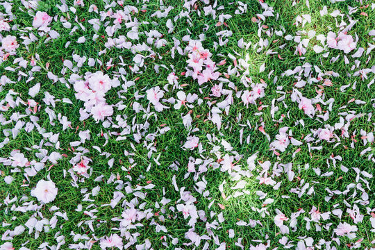 Beautiful image of petals of pink      Sakura falling on the green grass in the garden in spring season.