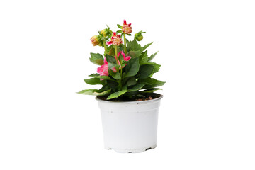 close up of Dahlia pink flower in a pot for growing in the soil in spring and summer season for home and garden cecoration, isolated on white background with clipping path.