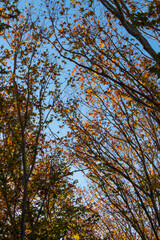 Tree branches with orange maple leaves.