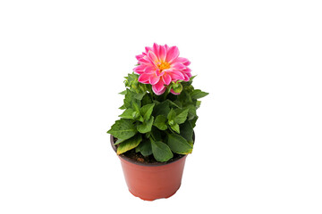 close up of Dahlia pink flower in a pot for growing in the soil in spring and summer season for home and garden cecoration, isolated on white background with clipping path.