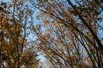 Tree branches with orange maple leaves.
