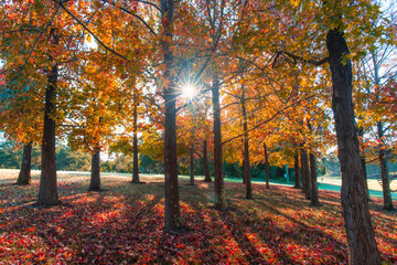 Sunlight shining through autumn foliage in the morning.