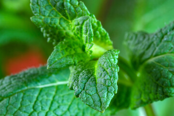 Young leaves of peppermint