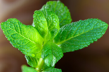 Young leaves of peppermint