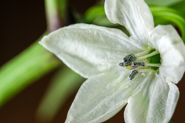 Blooming hot bitter indoor peppers