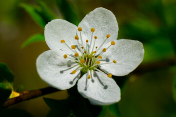 White spring flower with pollen close-up. Macro photography