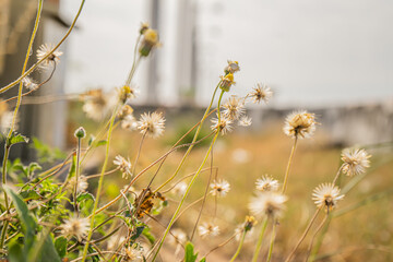 field of daisies