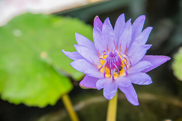 purple water lily